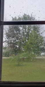 A photo of a window with drops of rain on it with trees in the background. Photo by Dawn Michelle Michals www.dawnmichellemichals.com