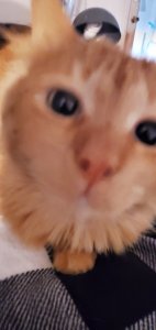 An orange, long-haired cat. He is really close to the camera so he is out of focus but looks totally adorable and is ready for your to boop his nose. 